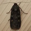 Black Army Cutworm - Hodges#10924 - photo 5