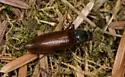 Acteniceromorphus sagitticollis - photo 2