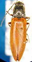 Acteniceromorphus sagitticollis - photo 3