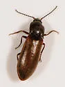 Acteniceromorphus sagitticollis - photo 4
