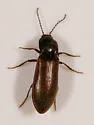 Acteniceromorphus sagitticollis - photo 5