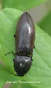 Acteniceromorphus spinosus