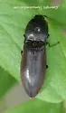 Acteniceromorphus spinosus - photo 2