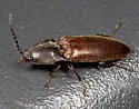 Acteniceromorphus spinosus - photo 3