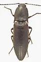 Acteniceromorphus spinosus - photo 4