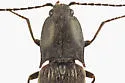 Acteniceromorphus spinosus - photo 5