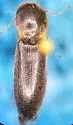Acteniceromorphus umbricola - photo 4