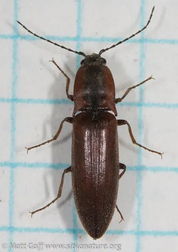 Acteniceromorphus volitans