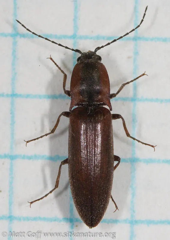 Acteniceromorphus volitans - photo 2