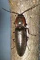 Acteniceromorphus vulneratus