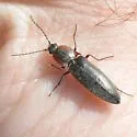 Acteniceromorphus vulneratus - photo 2