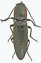 Acteniceromorphus vulneratus - photo 4