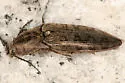 Marsh Click Beetle