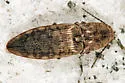 Marsh Click Beetle - photo 2