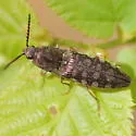 Marsh Click Beetle - photo 3