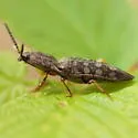 Marsh Click Beetle - photo 4