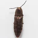 Marsh Click Beetle - photo 5