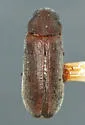 Actenobius pleuralis
