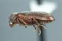 Actenobius pleuralis - photo 2