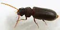 Actenobius pleuralis - photo 3