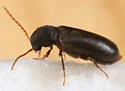 Actenobius pleuralis - photo 4