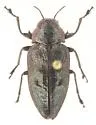 Actenodes acornis - photo 2