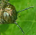 Actenodes acornis - photo 3