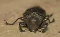 Actenodes acornis - photo 4
