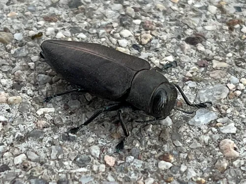 Actenodes arizonicus