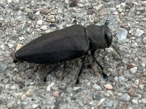 Actenodes arizonicus - photo 2