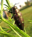 Actenodes auronotata - photo 3