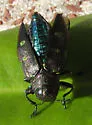 Actenodes auronotata - photo 4
