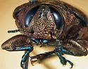 Actenodes calcaratus - photo 2