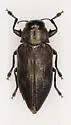 Actenodes calcaratus - photo 4