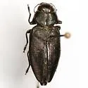 Actenodes davidi