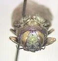 Actenodes davidi - photo 3