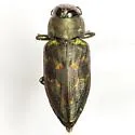 Actenodes flexicaulis