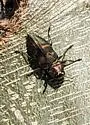 Actenodes flexicaulis - photo 2