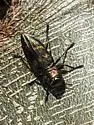 Actenodes flexicaulis - photo 3