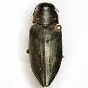 Actenodes mendax