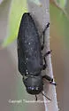 Actenodes mimicus