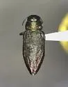 Actenodes simi - photo 2