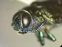 Actenodes simi - photo 4