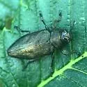 Actenodes simi - photo 5