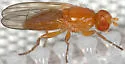 Actenoptera hilarella