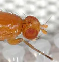 Actenoptera hilarella - photo 2