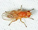 Actenoptera hilarella - photo 3