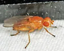 Actenoptera hilarella - photo 4
