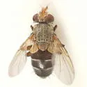 Actia diffidens - photo 3