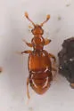 Actiastes desertorum